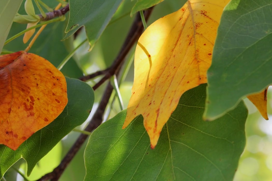 Tree leaves yellowing between green veins, a common sign of iron deficiency