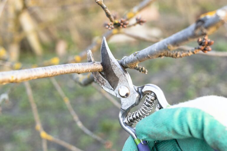 How To Graft Fruit Trees How To Graft Fruit Trees