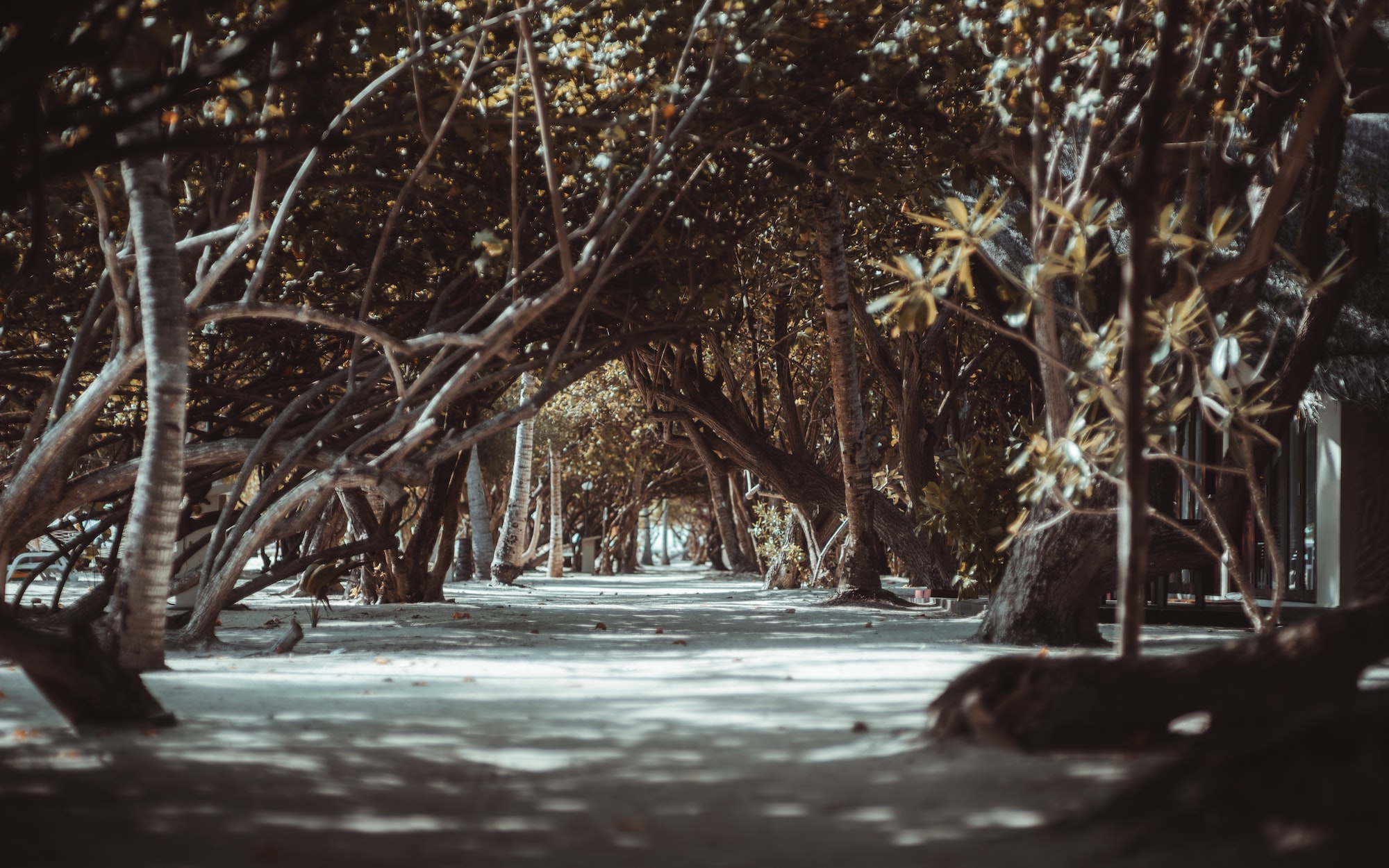 what is tree support systems