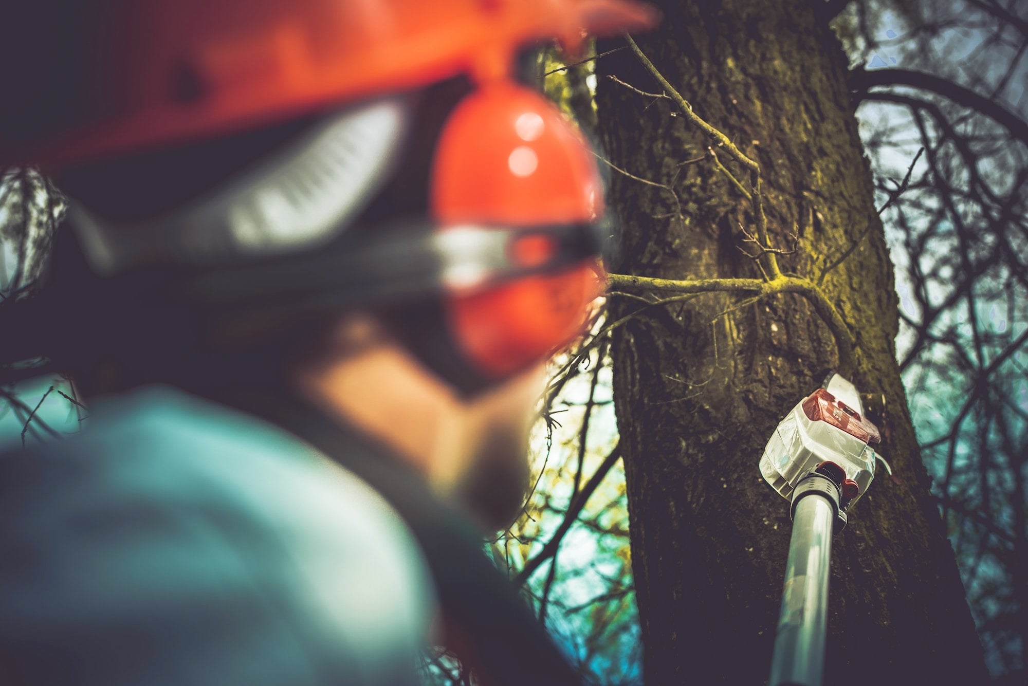 Expert Tips To Prepare Your Trees For Summer Season?