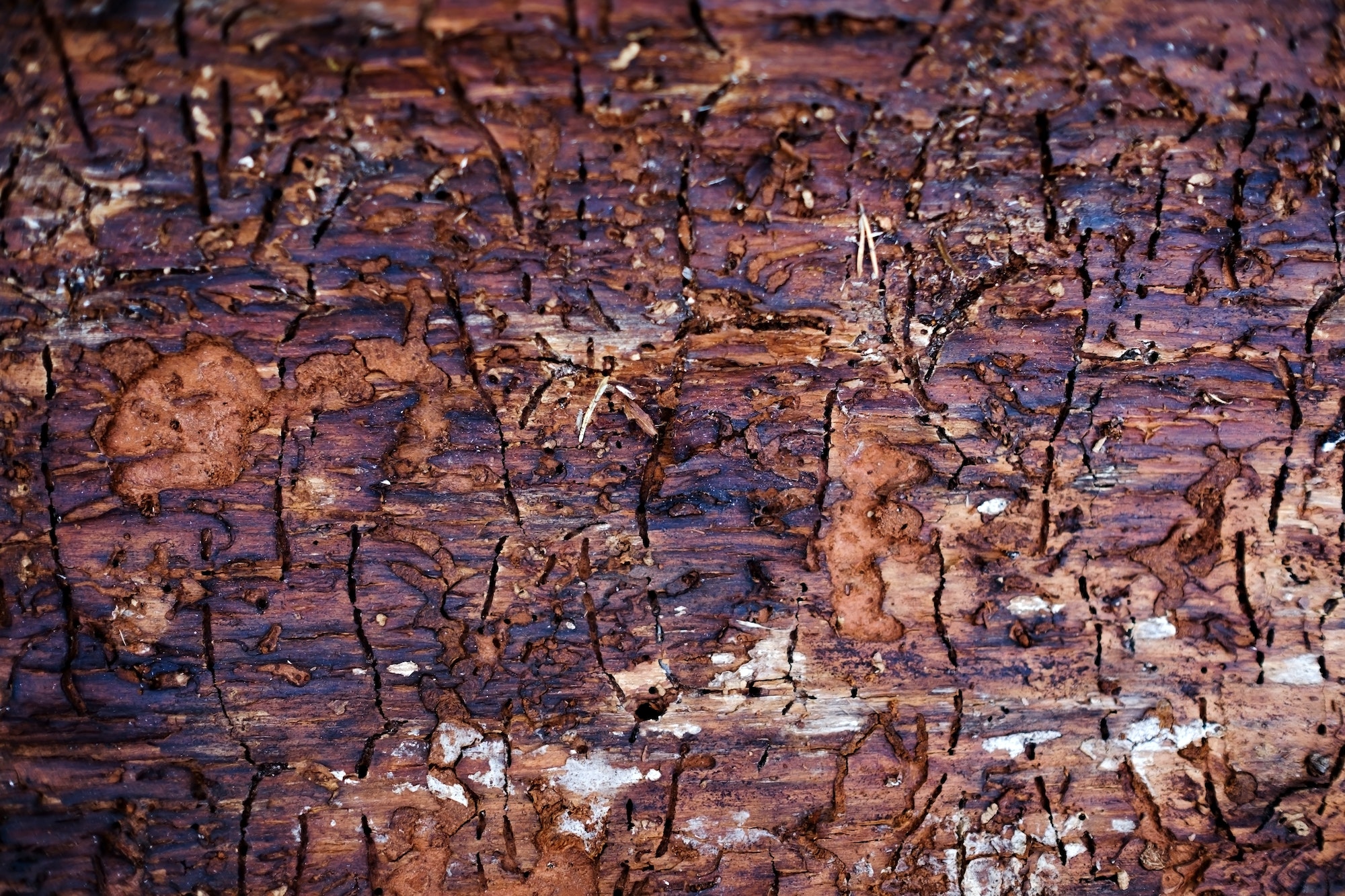 causes and symptoms of fungal tree diseases
