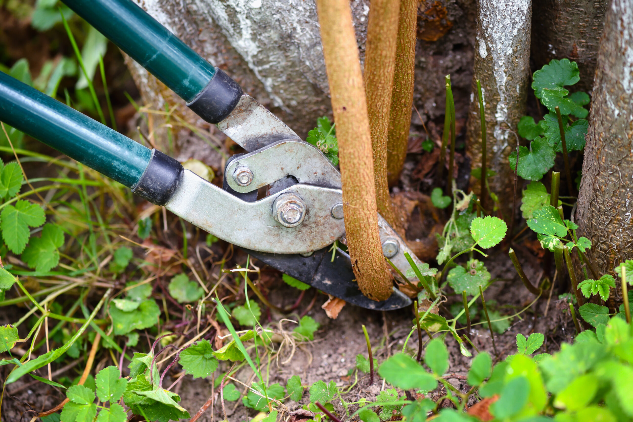 guide to pruning tree roots