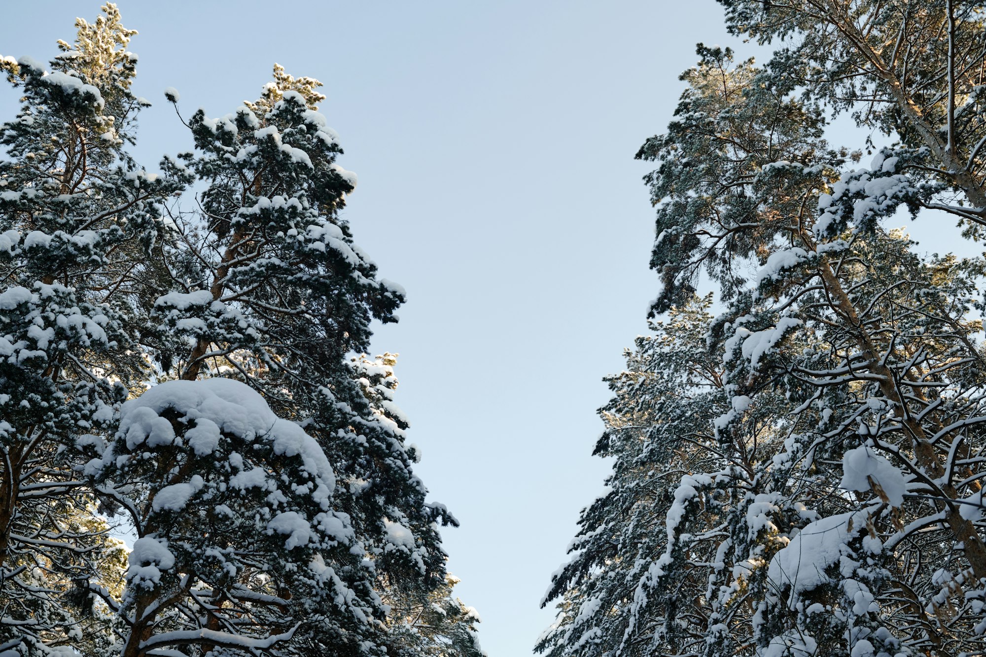 winter tree damage prevention