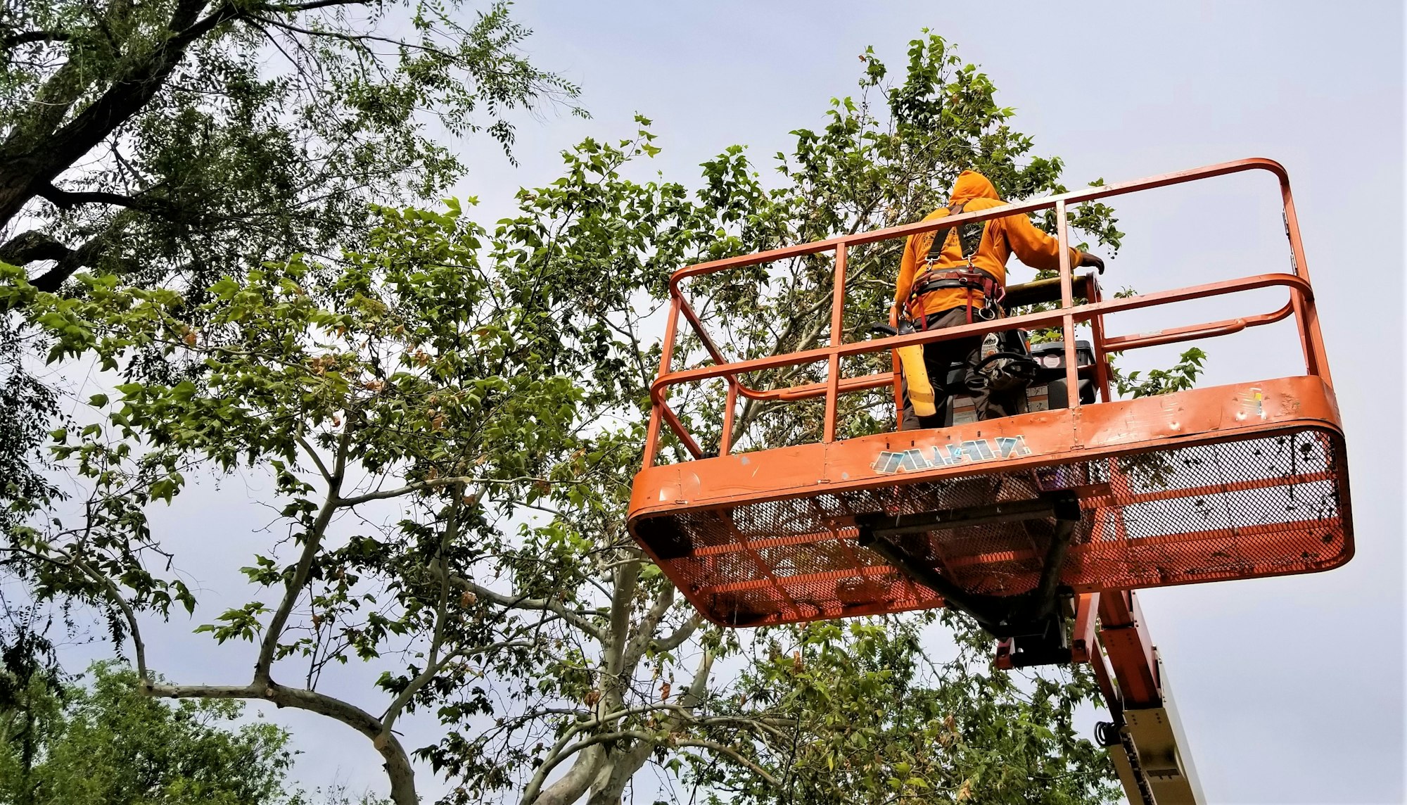 efficient tree trimming
