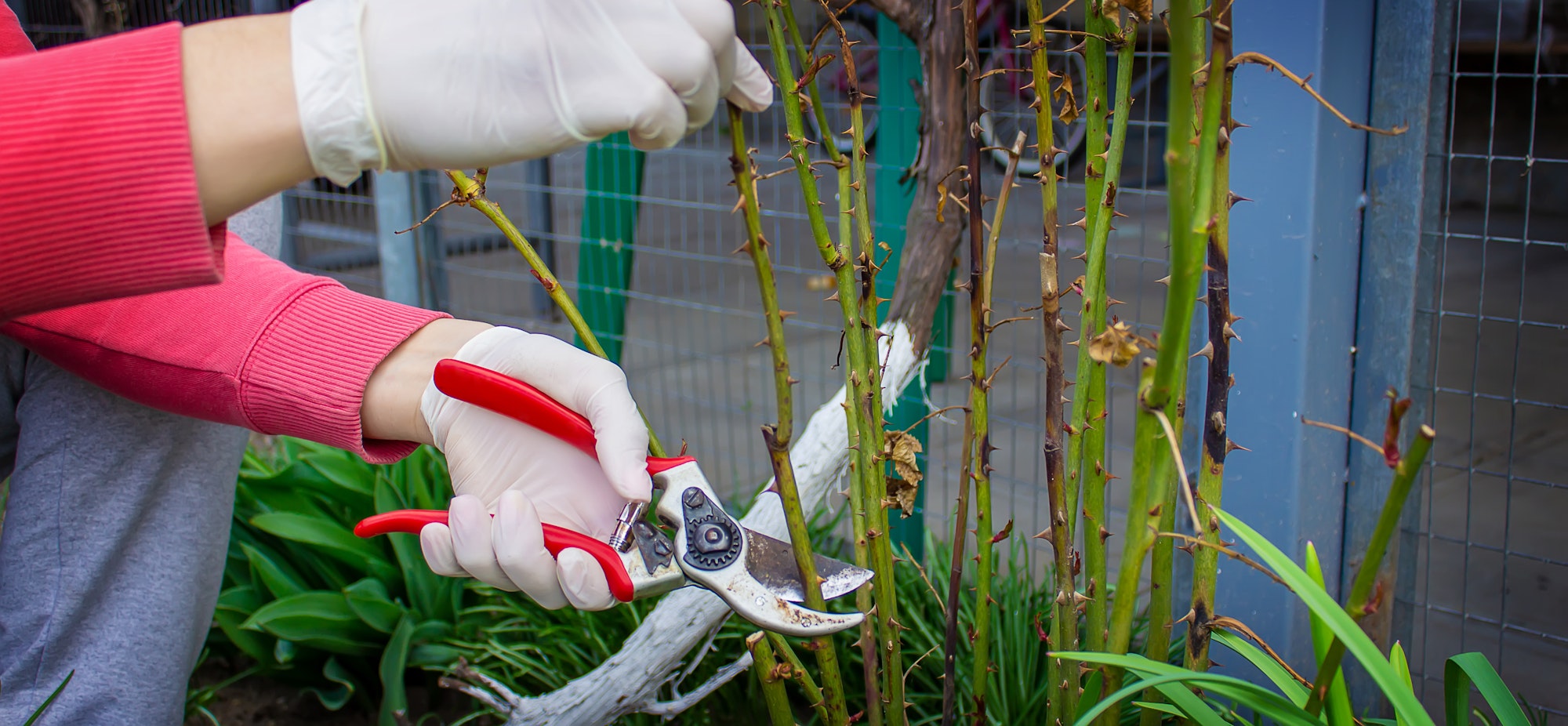 Expert Techniques To Keep Your Trees Healthy
