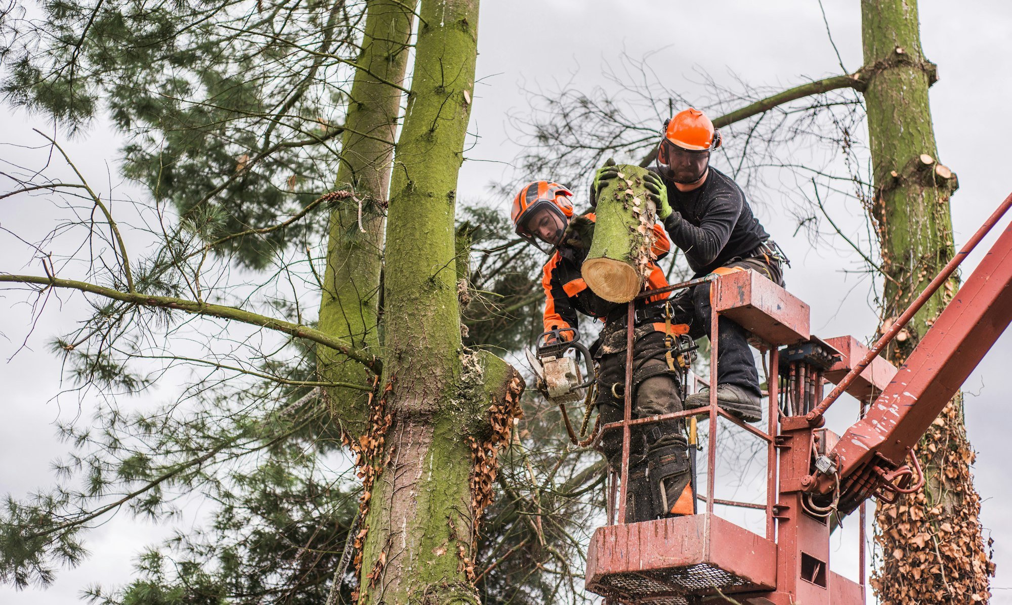 essential tools arborists use for maintaining healthy trees - Arborist In Montclair