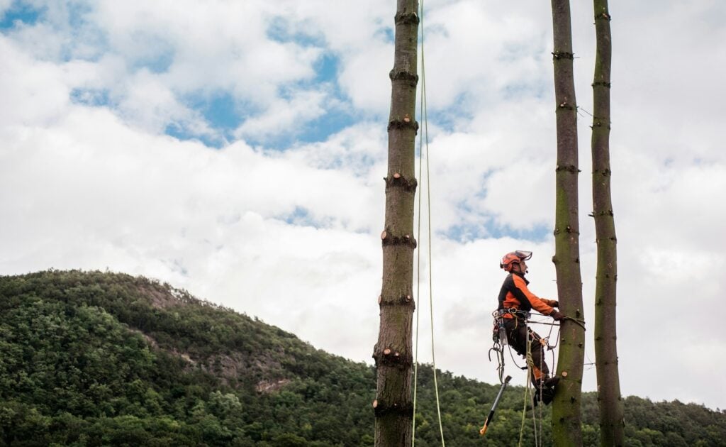 maintaining healthy trees