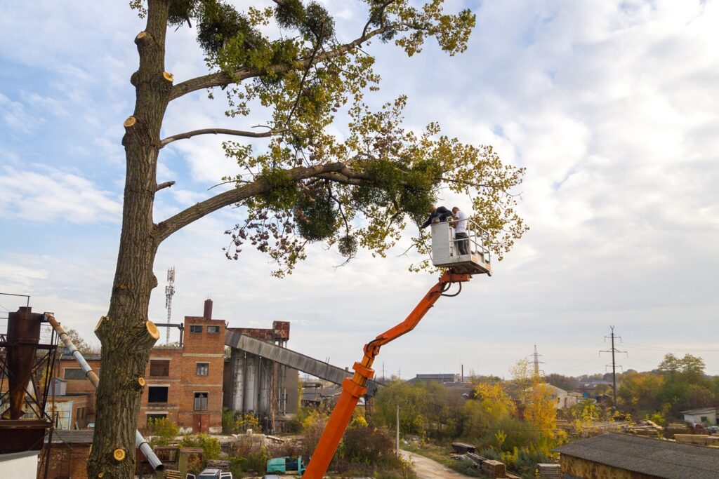 5 Surprising Benefits Of Tree Pruning You Didn’t Know - American Tree ...