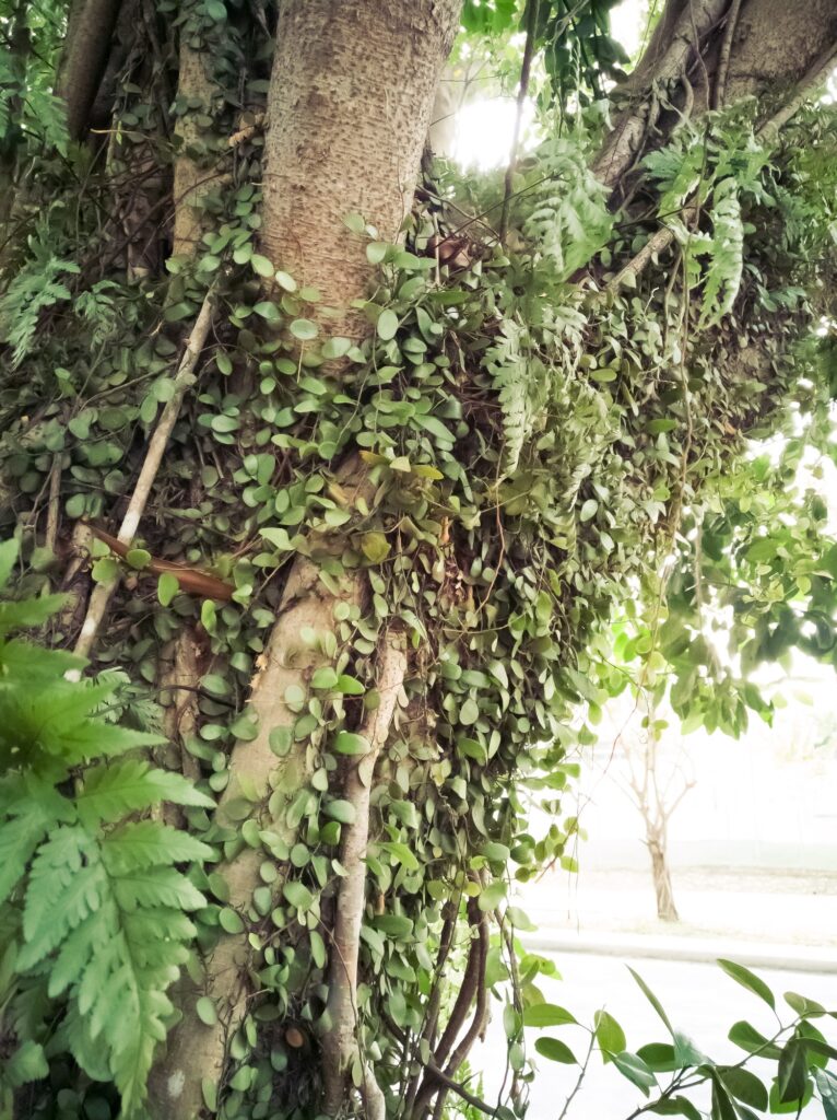 3 Common Tree Parasites You Must Eliminate to Protect Your Trees