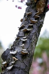 Professional arborist inspecting harmful tree fungus in a Montclair, NJ backyard
