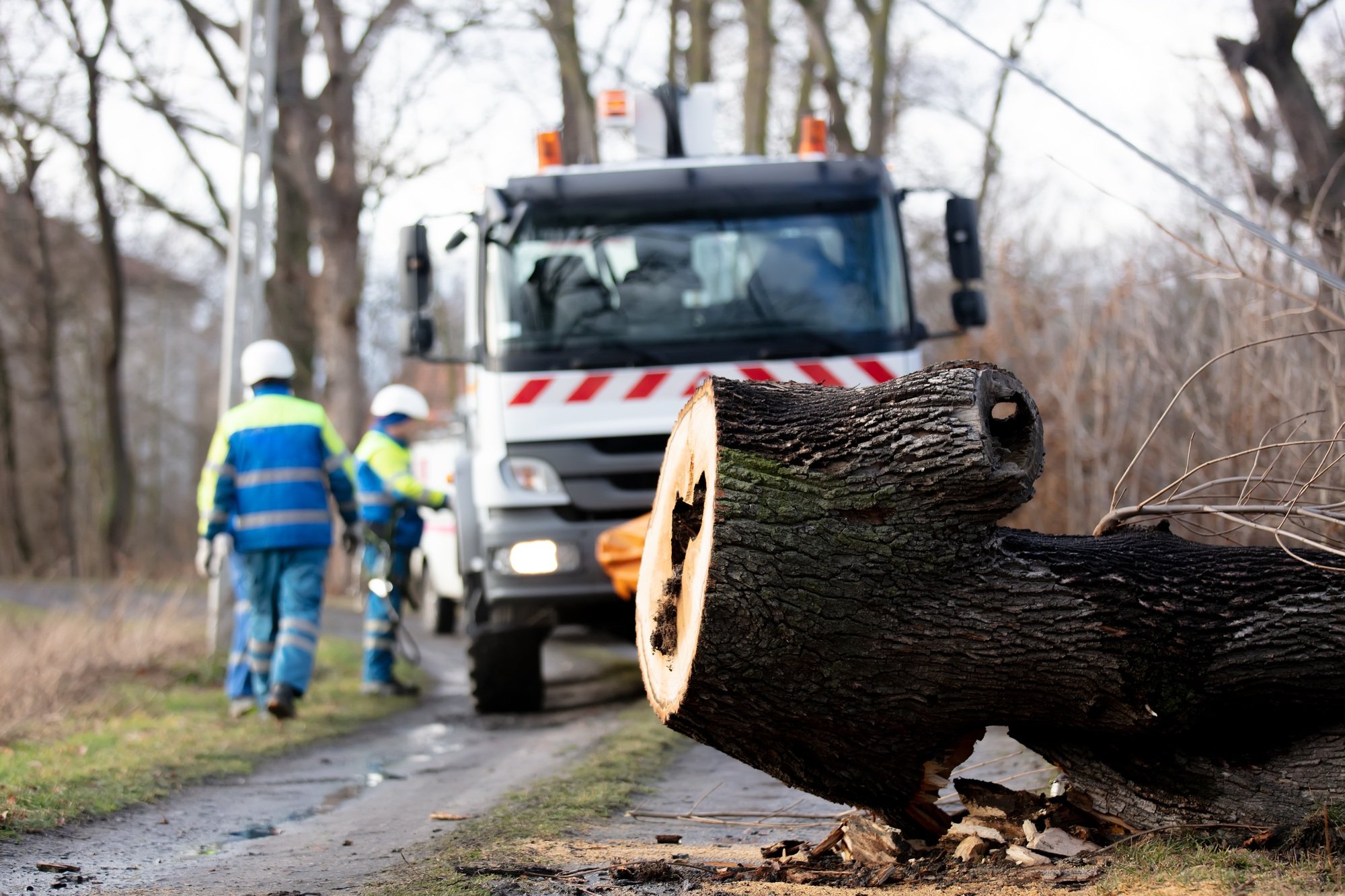 Removing a Tree process in Montclair, NJ showing exposed roots after stump extraction