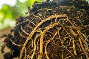 What happens to tree roots after removing a tree in Montclair, NJ residential yard
