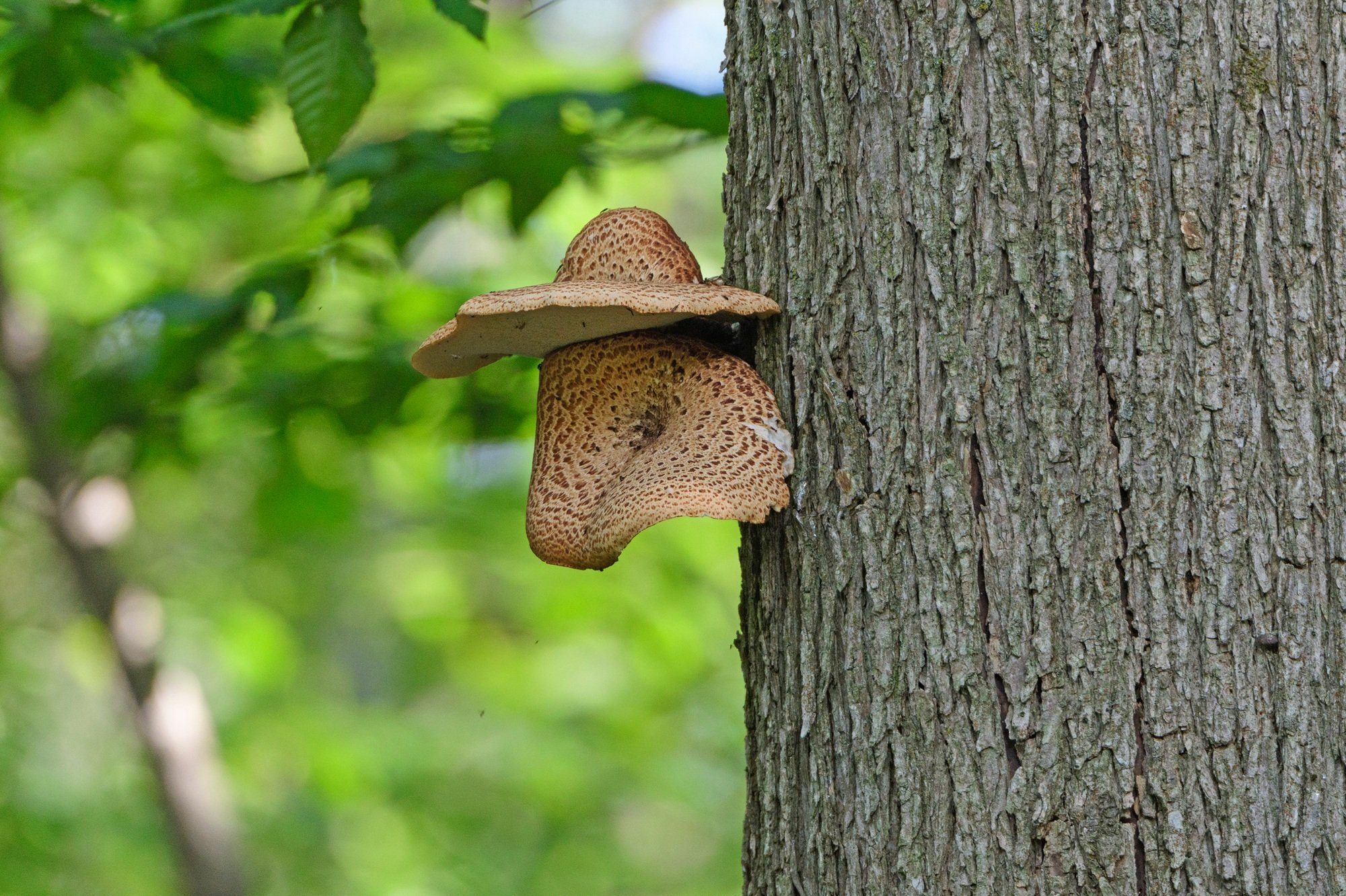 Fungus on a tree harmful to maple trees in Montclair, NJ – close-up of trunk decay