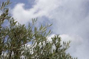 healthy tree nutrition by American Tree Experts in Montclair, NJ