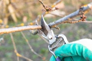 Tree pruning service balancing beauty and safety by local experts in Montclair, NJ