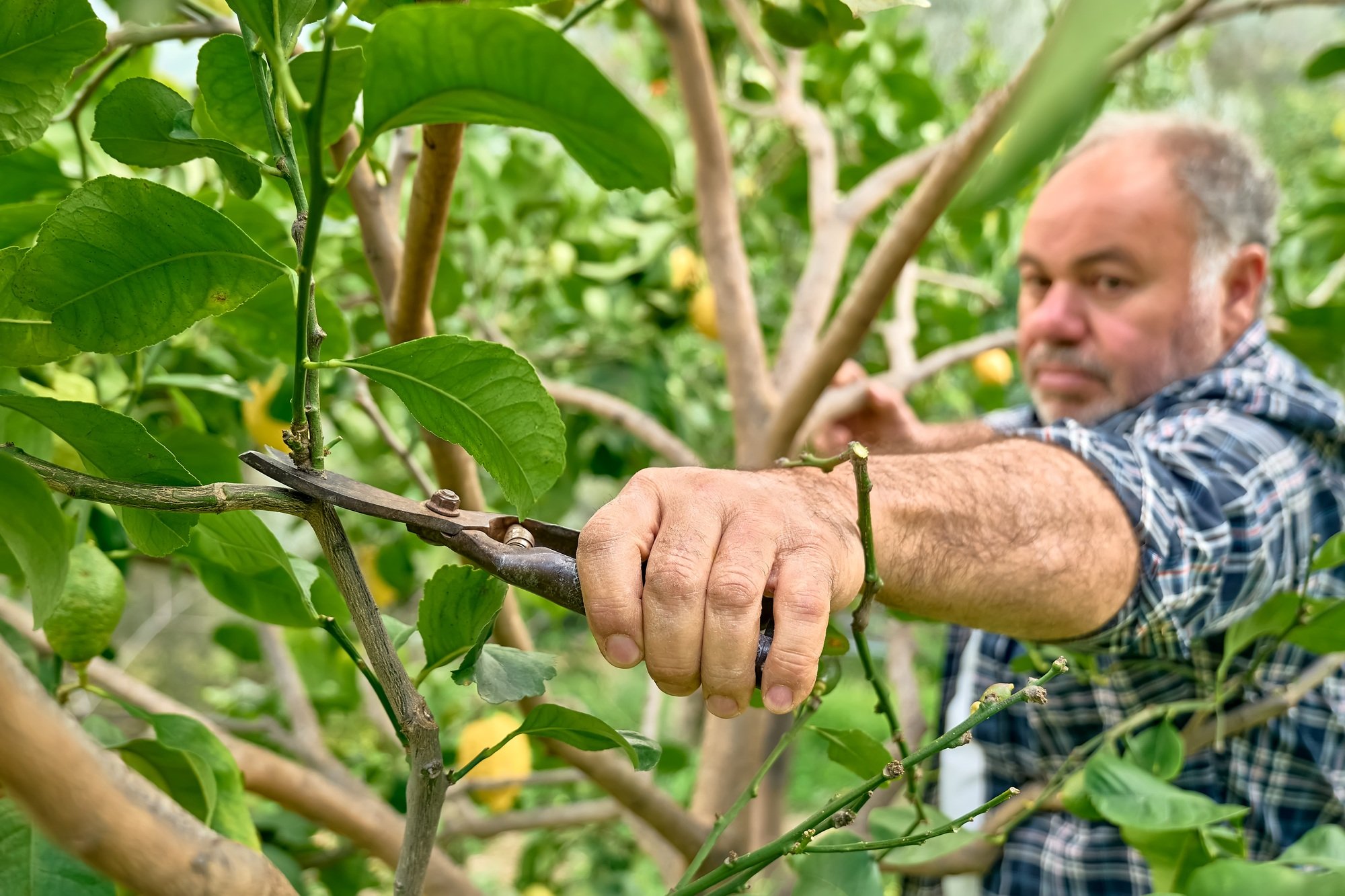 Certified arborist pruning tree branches for aesthetics and safety in Montclair, NJ