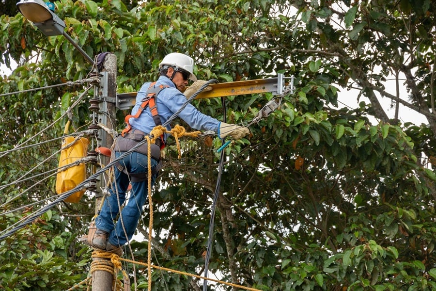 Tree cabling and bracing services in Montclair NJ to prevent storm damage