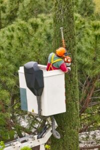 Montclair NJ arborists protecting trees with professional cabling and bracing