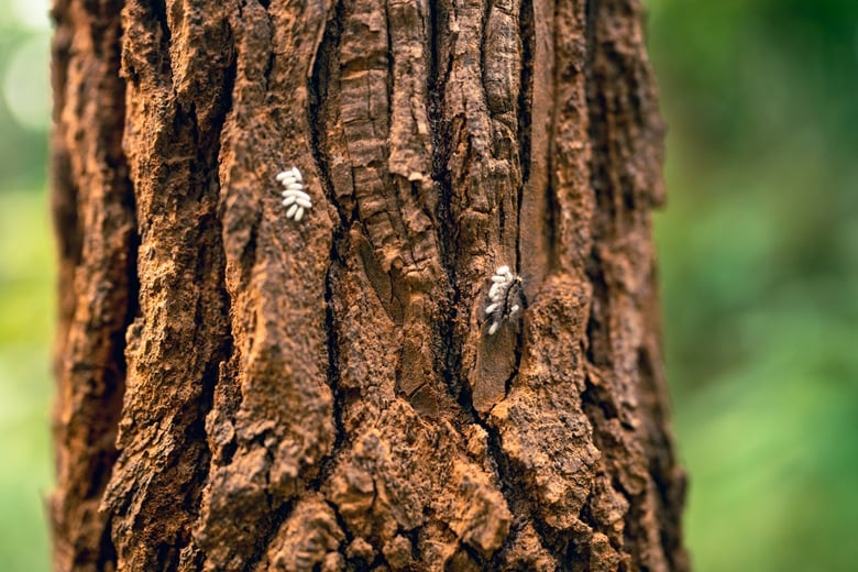American Tree Experts inspecting pest infestation signs in trees Montclair NJ