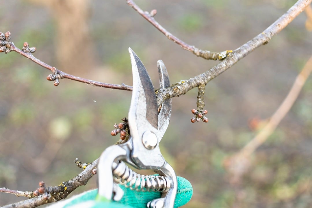 Prune trees and shrub in Montclair NJ for healthy landscapes