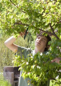 Montclair NJ homeowners pruning trees and shrub for better growth
