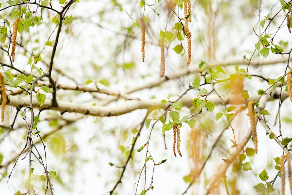 Why Weak Tree Limbs Are a Real Risk in Montclair