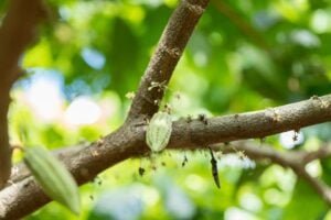 Close-up of pest-infested tree bark in Montclair NJ identified early by American Tree Experts during inspection