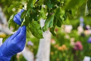 Healthy green trees in Montclair NJ maintained with professional liquid nutrient injection service