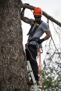 Storm-damaged tree being removed in Montclair NJ compared to supported tree with bracing system