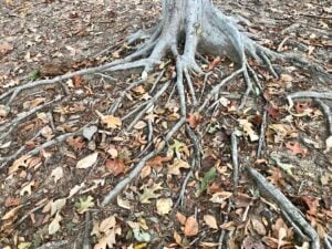 Tree roots in Montclair thriving in healthy, nutrient-rich soil maintained by local tree care experts