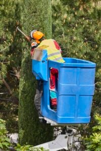 DIY Tree removal and safety assessment performed by American Tree Experts professionals