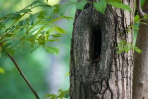 Montclair homeowner inspecting ash tree for signs of emerald ash borer infestation
