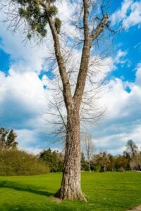 American Tree Experts supports long-term soil and plant health