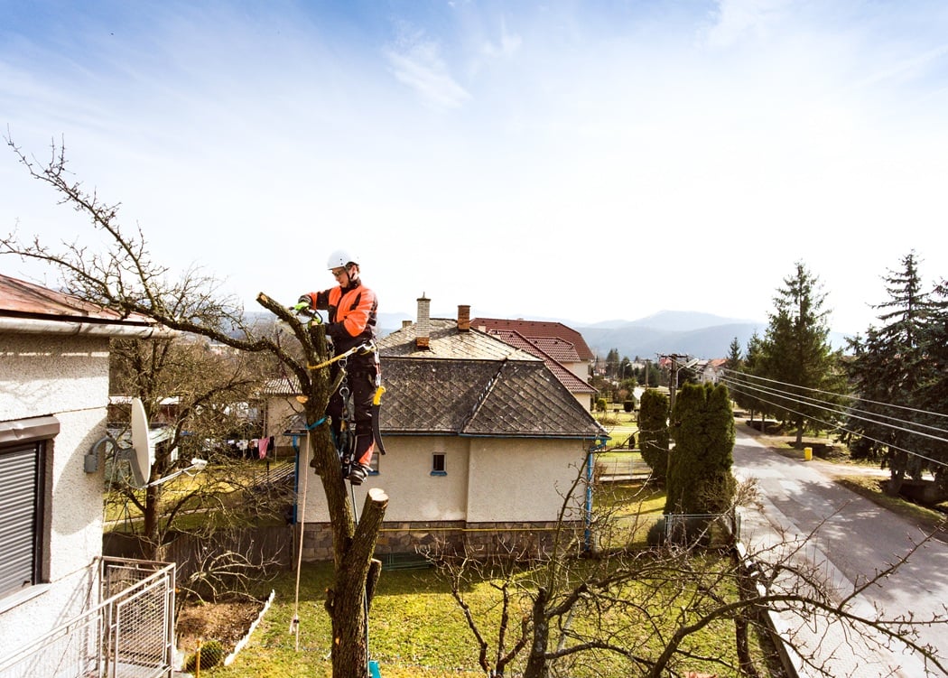 American Tree Experts certified arborist safely removing a hazardous tree - DIY Tree Removal
