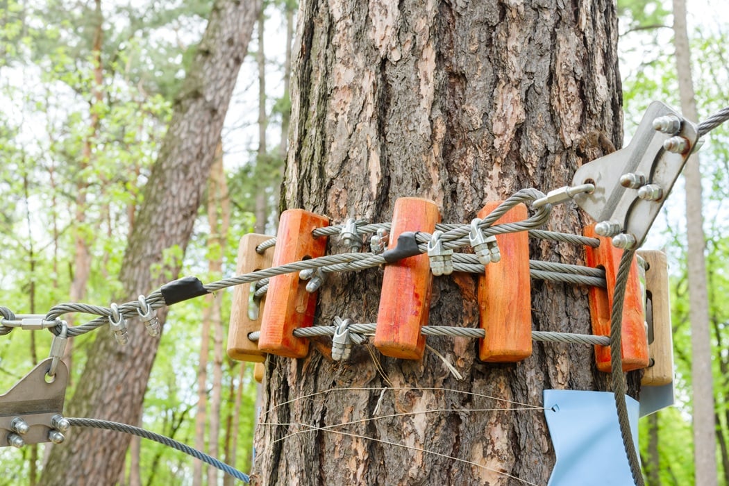 Leaning tree stabilization with cabling and bracing in Montclair