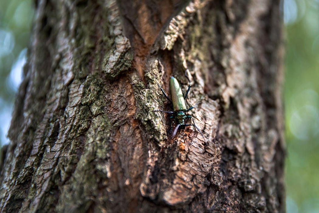 Emerald ash borer damage affecting ash trees on a Montclair residential property