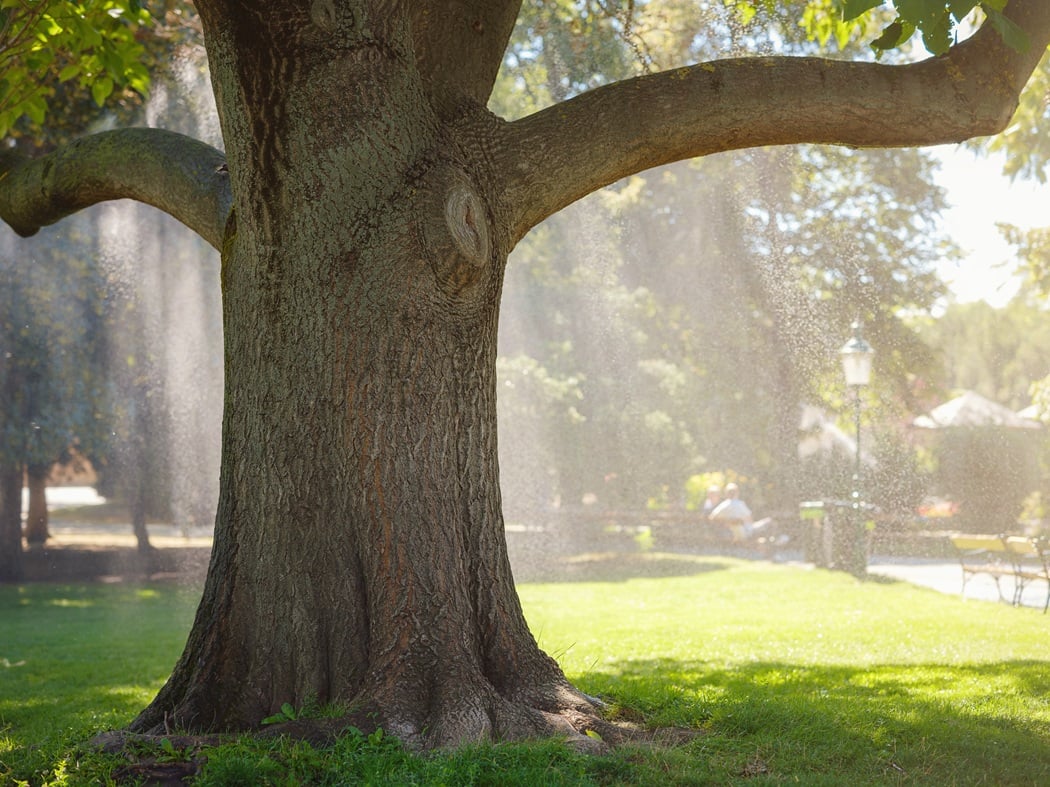 Seasonal tree nutrient care for Montclair landscapes