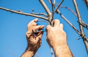 Professional tree trimming and pruning for Montclair homes to prevent property damage and overgrowth