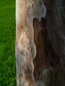 Tree bark damage diagnosis by American Tree Experts in Montclair NJ identifying insects and disease