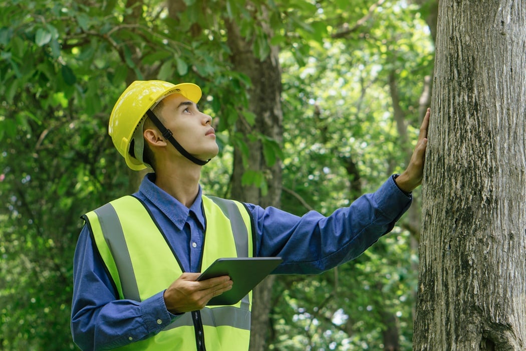 Tree damaged by construction activity in Montclair receiving soil nutrient treatment for recovery