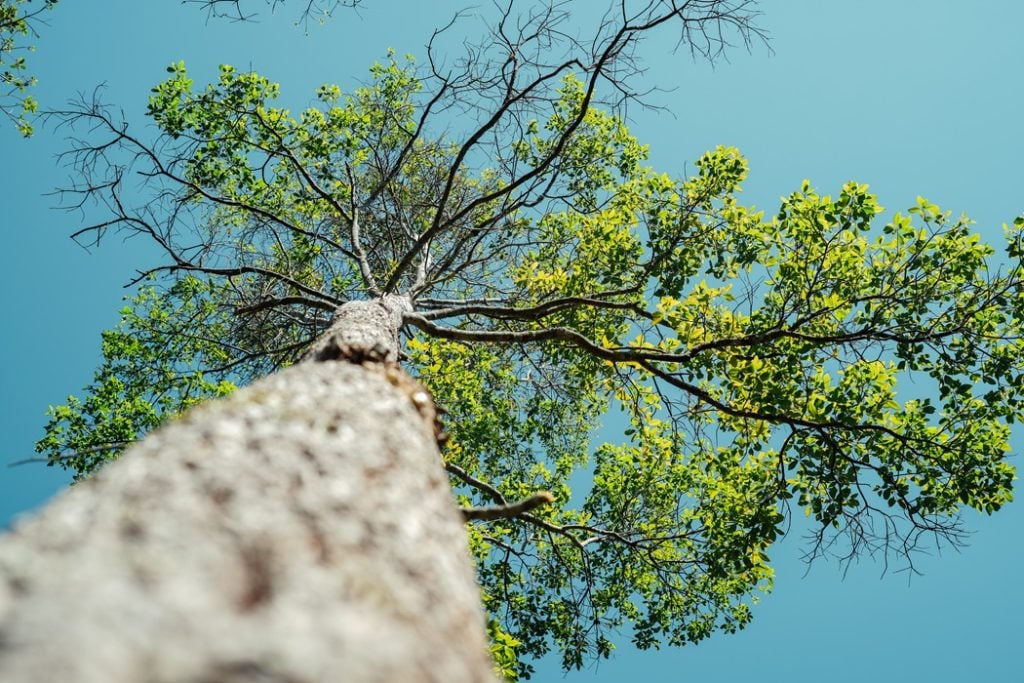 trees and green leaves in spring during the day