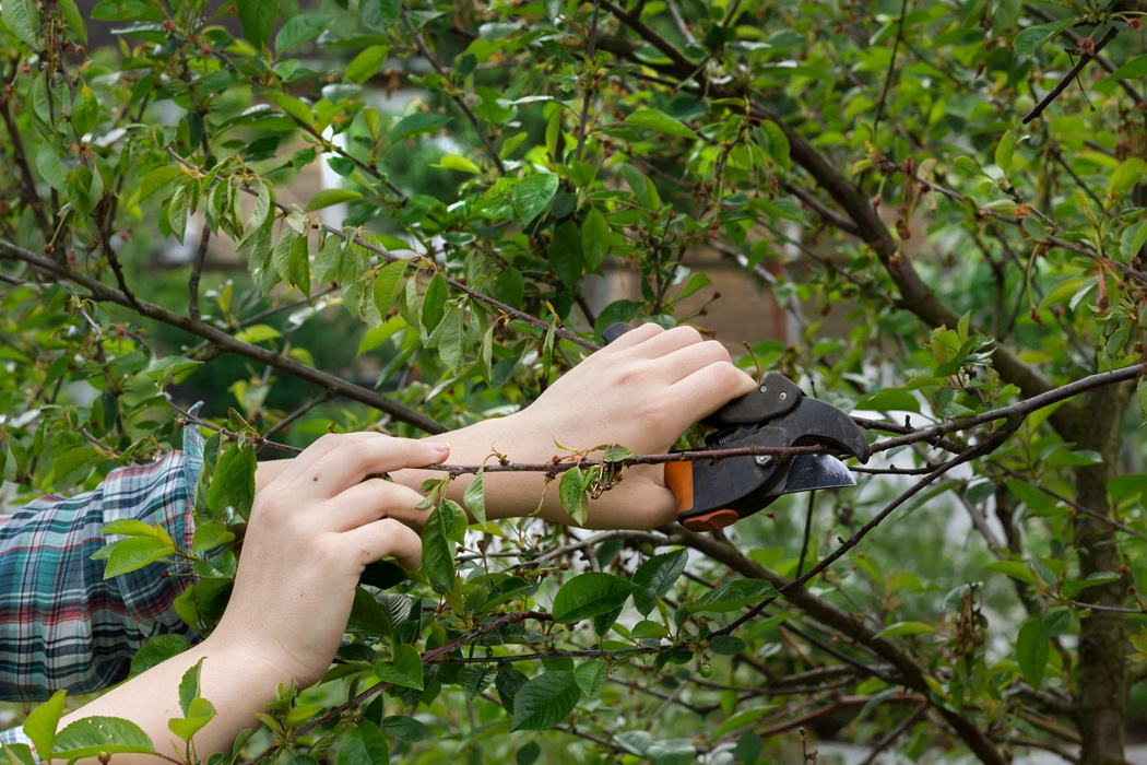 Tree Cabling and Pruning Services by American Tree Experts in Montclair for Healthy and Safe Trees