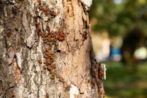 Seasonal tree pest inspection in Montclair NJ showing insect damaged tree bark