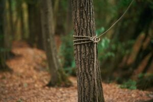 Professional Tree Maintenance and Structural Support by American Tree Experts for Montclair Residential Trees