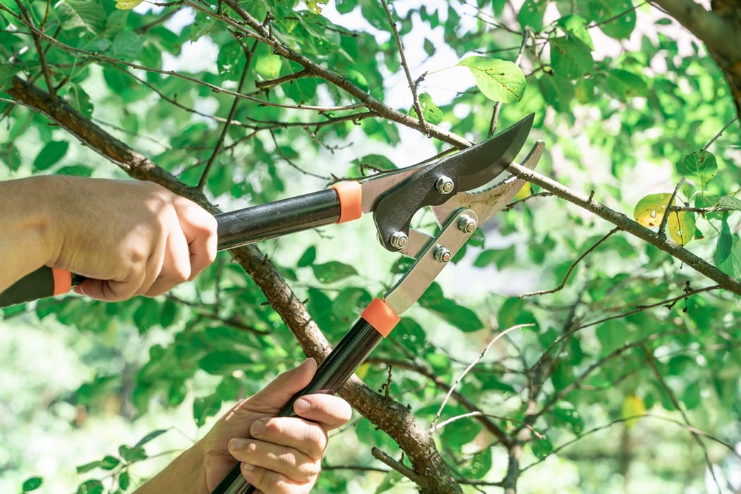 Professional tree pruning by American Tree Experts in Montclair NJ