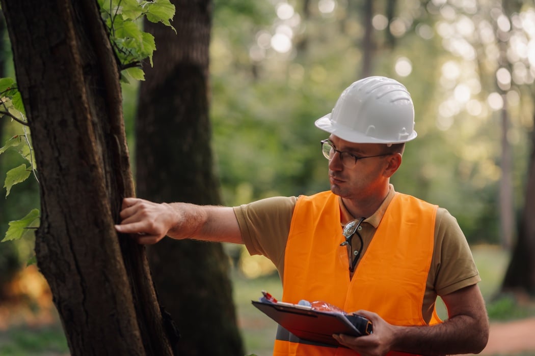 Arborists Diagnose Tree Nutrient deficiency symptoms in Montclair NJ