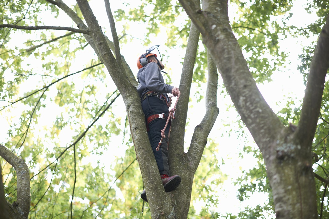 American Tree Experts pruning trees to improve property value in Montclair NJ