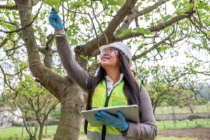 professional tree health assessment for nutrient problems in Montclair New Jersey