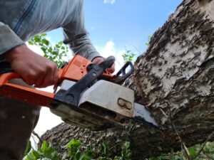 tree removal service by American Tree Experts Montclair New Jersey residential property