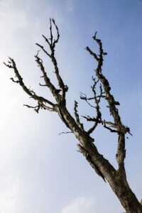 Certified arborist inspecting a potentially hazardous tree for cabling and bracing in Montclair